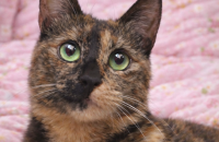 얼굴보다 마음이 예쁜, 사람과 고양이를 다 사랑하는 개냥이 애옹이의 평생 가족을 찾아요. [서울경기/12개월…