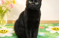 귀한 올블랙의 인간 껌딱지 너무 이쁜 까망이의 좋은 가족을 찾아요. [서울경기/1년]