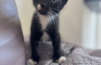 [서울/경기] 2개월 / 흰점이 매력적인 콩이는 파양이 됐습니다.ㅜㅜ 가족이 필요해요