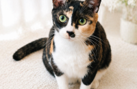 [서울/경기] 누구나 쉽게 키울 수 있는 애교 만땅의 사랑둥이 꼬미를 데려가주세요