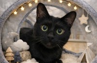 투슬리스를 닮은 세상 매력쟁이 까망이의 좋은 가족을 찾아요. [서울경기/1년]