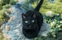 너무 매력있는 올블랙 냥이 까망이의 좋은 가족을 찾아요. [서울경기/1년]