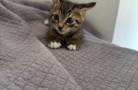 [서울/경기] 2개월/ 파양된 개냥이 보리가 가족이 필요해요 ㅜㅜ