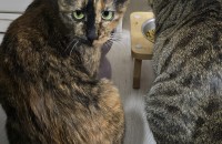 친화력 최고의 개냥이 찾으셨나요? 못생겼지만 정말 사랑받고 싶은 강아지같은 개냥이 애옹이에요 [서울경기/11…