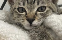 5개월령아기암컷고양이임보