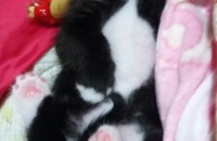 합사실패로 빠른 분양합니다