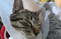 아메리칸&먼치킨혼혈 개냥이 입양처를 찾습니다!(임보중)