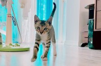 임시보호중인 고양이 분양합니다. (서울)