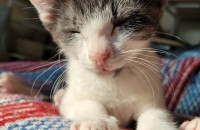 아깽이들 가족이 되어주실분~