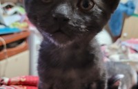 아깽이들의  가족이 되어주실분~