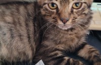 토끼장에서 구해온 아기냥이 분양해주실분 찾아요