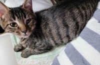 아기고냥이 잘키워주실 집사분 모셔요