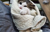 부산 길냥이 4개월추정