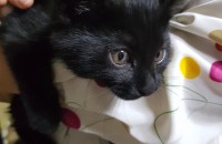 부산 길냥이 올검 수컷 2개월정도