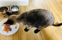 샴 남아/ 중성화완료 / 대전