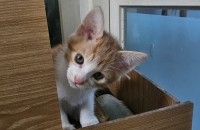 아깽이 분양합니다