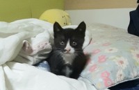 입양한 고양이가 임신채로 와서 다섯마리를 낳았습니다