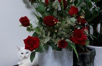 먼치킨 순종 분양하실분