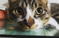 서울)고양이 분양합니다.