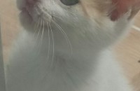 김해 2개월된 아기고양이 무료분양합니다