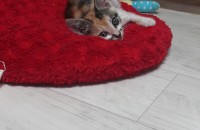 고양이 무료분양합니다.