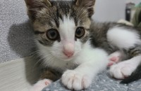 (충주) 2달 조금 넘은 새끼고양이 분양합니다