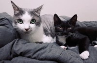 충북 제천 고양이무료분양합니다