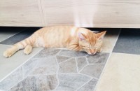 고양이 아가들 가족을 찾아요