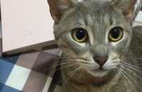 아비니시안+러시안블루 먼지❤️