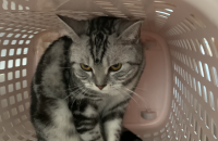 애교 많은 아메리칸 숏헤어(여아)