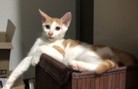 치즈 코숏 남아 3개월 집사님 찾습니다