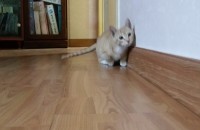 새끼고양이 무료분양헤요.