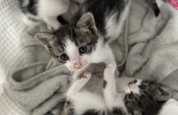 새끼고양이 분양합니다