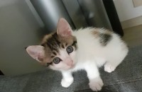 (부산) 2개월 된 아가 분양합니다.