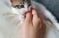 (부산) 아가 고양이 분양해요♡