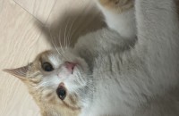 고양이 무료 입양