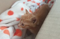 어미가 버리고간 생후1달 고양이 무료분양합니다.