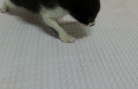 [대구]길고양이 새끼입니다.