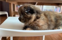 3개월된 고양이(암컷) 분양합니다