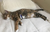 코숏 여아 무료분양합니다