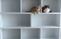 먼치킨 형제 고양이 분양합니다.