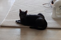 러시안블루 무료분양합니다