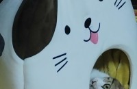 (부산)코숏 남아