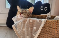 귀염뽀짝 뱅갈 믹스 여아 입양 기다려요 :-)