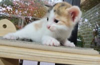 ????‍⬛???? 한달된 아기냥이 무료로 분양드려요