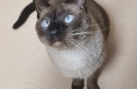 3살된 암컷 샴고양이의 평생 가족이 되어주실분을 구합니다