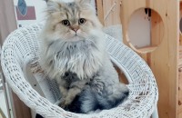 페르시안고양이. 무료분양합니다