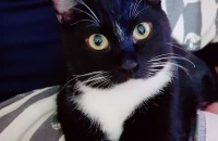 고양이무료분양합니다