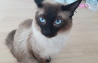 샴 성묘 무료분양합니다.