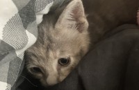 예쁜 회색 여아입니다